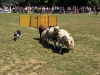 Sheep Dog