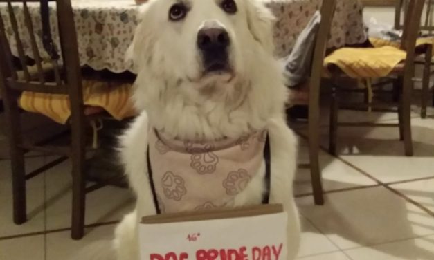 Dog Pride Day – Virtual Walk : Lollo è già pronto!