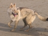 Argo 2