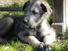 Belfagor cucciolo
