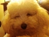 Oscar il Barboncino. in primo piano