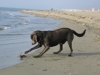 Leo al mare