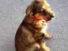 Lillo cucciolo