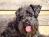 Lilù