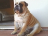 Ottone
