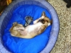 Peyote che dorme