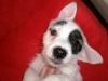 Pinotto