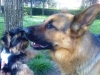 Polo e Nick