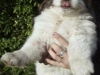 Romeo Cane da montagna dei Pirenei 1