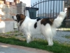 Romeo Cane da montagna dei Pirenei 2