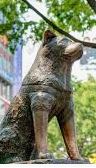 GIORNATA NAZIONALE DEL RICORDO DI HACHIKO